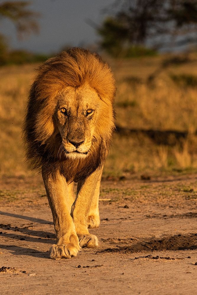 Africa-Tanzania-Serengeti National Park Male lion close-up